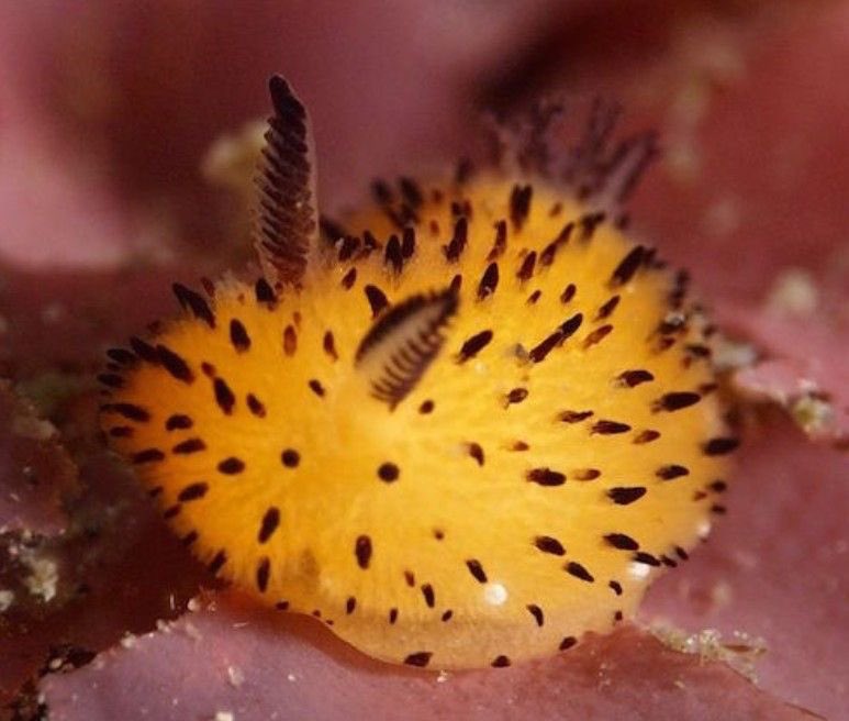 aqualuvsuotd's tweet photo. cutie nudibranchs to wish u a wonderful day !!! https://t.co/Y1pZQxIvIu