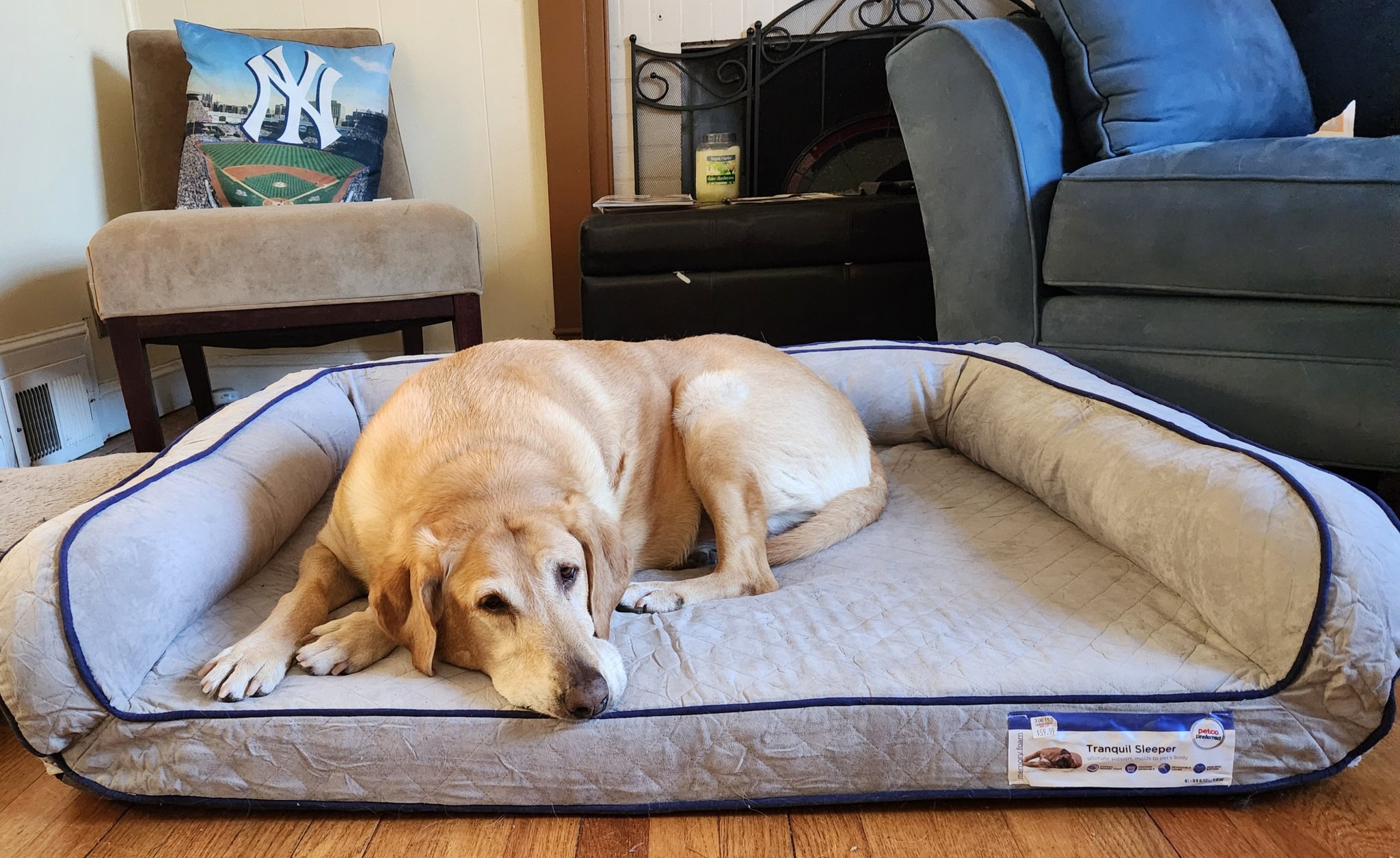 Tranquil sleeper memory top foam dog bed