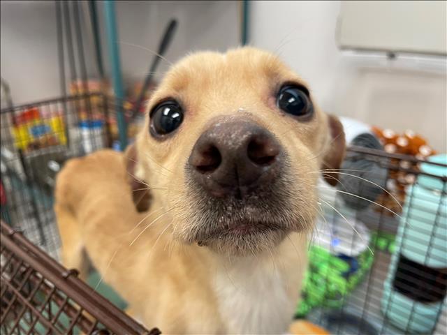 𝐈𝐦𝐩𝐨𝐫𝐭𝐚𝐧𝐭 𝐩𝐞𝐭 𝐫𝐞𝐦𝐢𝐧𝐝𝐞𝐫: Collars with ID tags containing current contact information help reunite lost pets with their owners quickly.
Visit the Central Pet store <a href="/PACC/">PACC</a> for a 𝙁𝙍𝙀𝙀 customized ID tag for your pet(s). *Please don't bring your pet along. #PACC