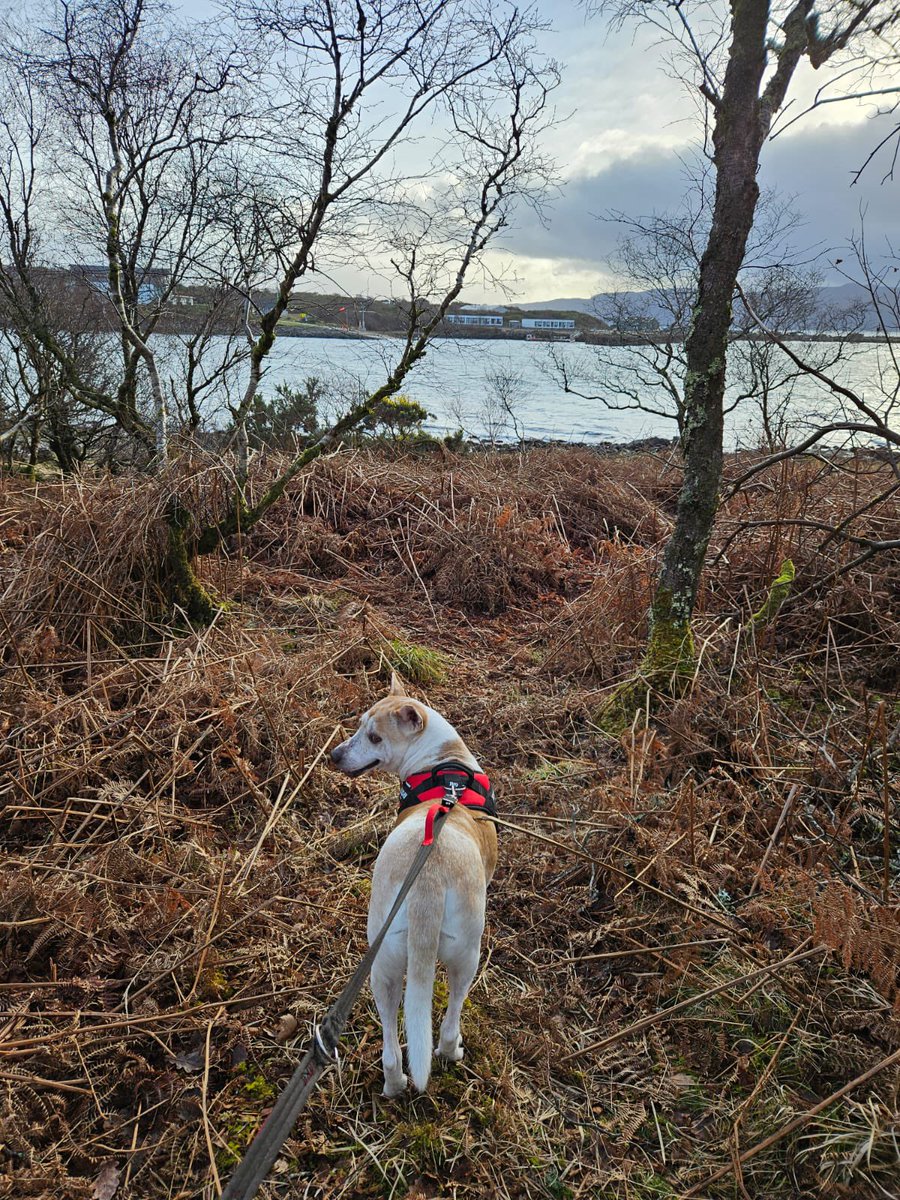 Niall Harbison tweet media