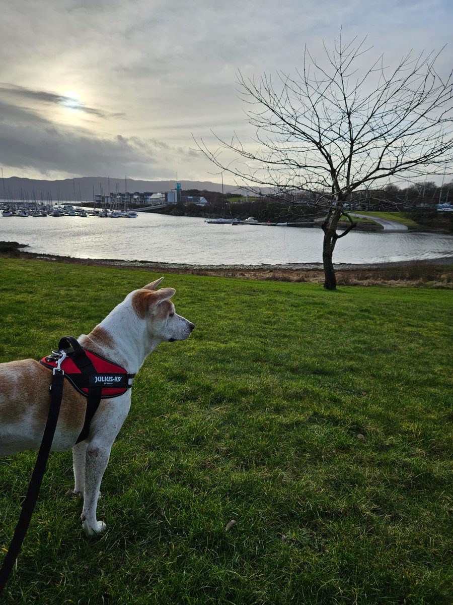 Niall Harbison tweet media