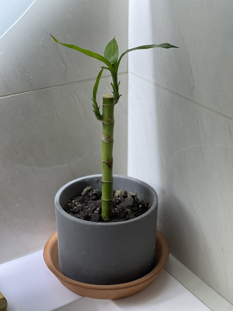 Borixca's tweet photo. ¡Está creciendo! 🥰🥰🥰 https://t.co/9UVpqY3YVZ