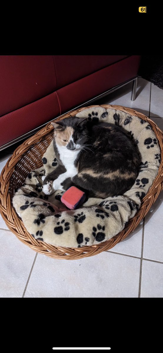 lolamatt47's tweet photo. Happy #Caturday Javier
.@reinosoj2 😻and all our 🌎wide #ReinosoFamily 
There’s a Star Wars 😻😻battle going on for the big basket!! No one wants the little one 😂 Hope everyone is having a great day! 💞🇨🇭
#ObiOne 😼
#PrincessLea 😾 https://t.co/inMx8tlt1d