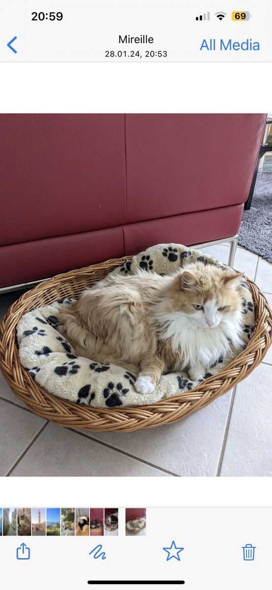 lolamatt47's tweet photo. Happy #Caturday Javier
.@reinosoj2 😻and all our 🌎wide #ReinosoFamily 
There’s a Star Wars 😻😻battle going on for the big basket!! No one wants the little one 😂 Hope everyone is having a great day! 💞🇨🇭
#ObiOne 😼
#PrincessLea 😾 https://t.co/inMx8tlt1d