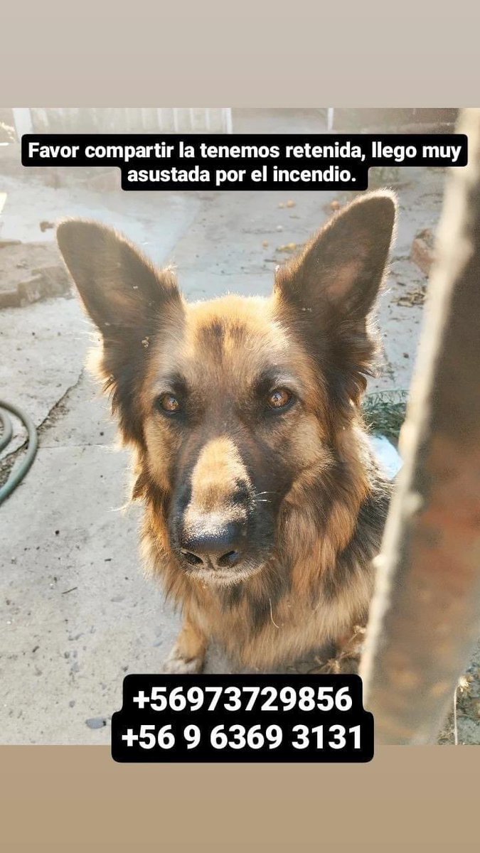 Por favor ayudar a difundir, una vecina de mi mamá lo/la tiene en su casa, son de achupallas.

#IncendioForestal #VinadelMar