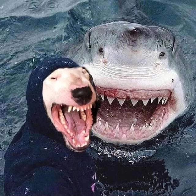 Last time I posted this picture of Mia and the ancient egyptian god anubis. Some Karen preached to me about Mia has no ancient blood in her and there's no relation. Well no shit Karen. So let's hear all about Mia and this shark. Have at it. 😆