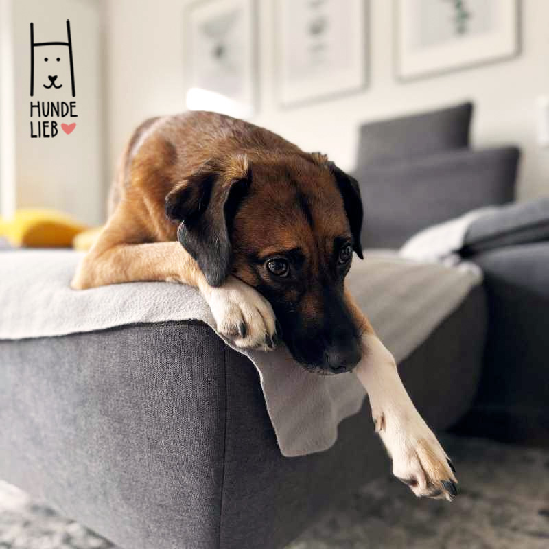 Wenn Frauchen mal wieder weg ist... 😞

#hundefotos #hundebilder #hundelieb #dogsharing #dogfluencer #dailydoseofdog #dogcommunity #lovedogs #hund #hunde #hundeverliebt #hundeverrückt #hundeliebe #hundefreunde #teilzeithund #leihhund #hundleihen #hundeleben #hundeglück