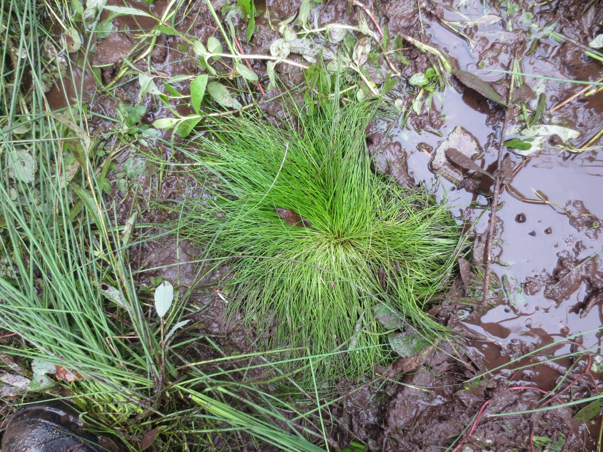 judyweb32049878's tweet photo. After a hard morning's raking, it was great to find some clumps of the very scarce tiny Bristle Club-rush Isolepis setacea (back from the disturbed seed bank) on the way out. My archive photo of the flowering heads in August. @BSBIbotany https://t.co/1jzoHEXFZ4