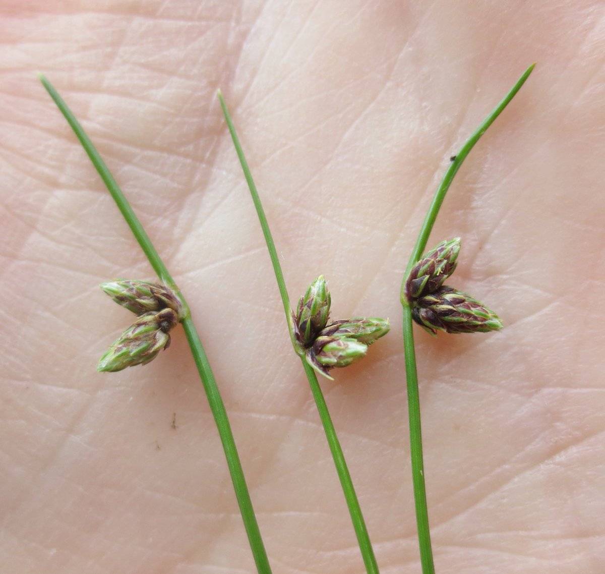 Judy Webb (@judyweb32049878) on Twitter photo After a hard morning's raking, it was great to find some clumps of the very scarce tiny Bristle Club-rush Isolepis setacea (back from the disturbed seed bank) on the way out. My archive photo of the flowering heads in August. <a href="/BSBIbotany/">BSBI: Botanical Society of Britain & Ireland</a> After a hard morning's raking, it was great to find some clumps of the very scarce tiny Bristle Club-rush Isolepis setacea (back from the disturbed seed bank) on the way out. My archive photo of the flowering heads in August. <a href="/BSBIbotany/">BSBI: Botanical Society of Britain & Ireland</a>