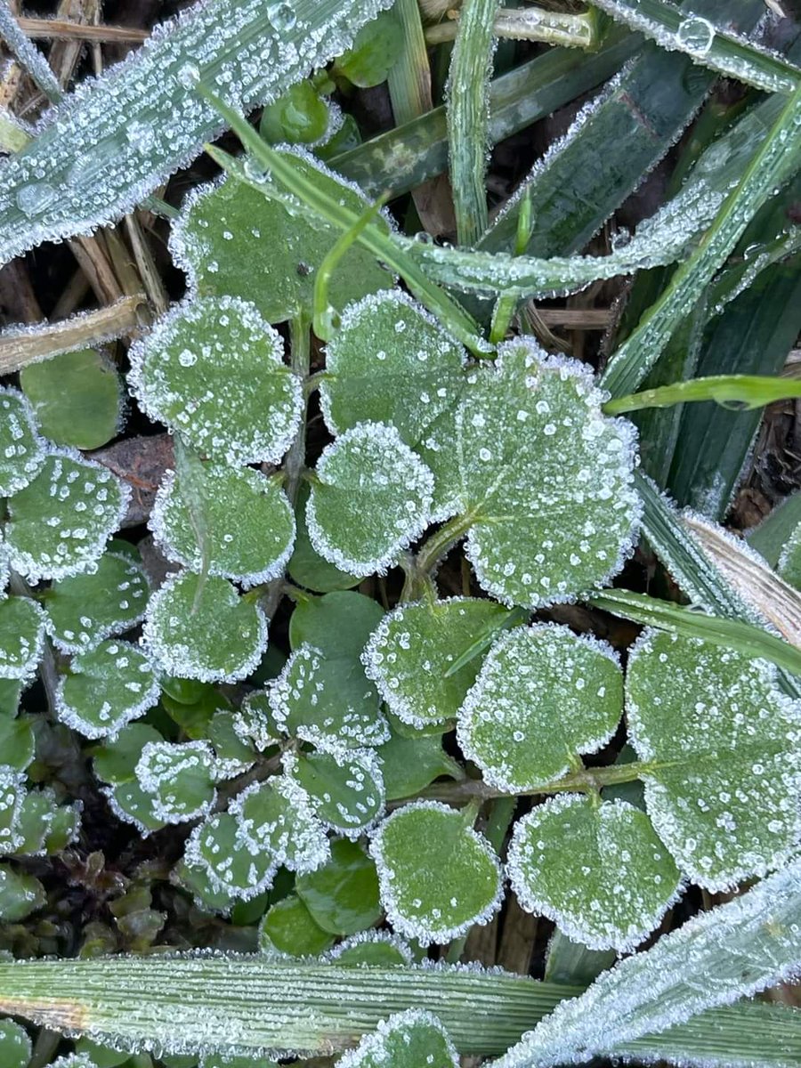 VrestrepoCom's tweet photo. Me encanta salir en la mañana muy temprano cuando los cristales de hielo cubren el suelo. 
I love to leave the house in the morning when the ice crystals cover the ground 

© Victoria Restrepo

#NaturePhotograhpy 
#naturaleza
#winter
#invierno https://t.co/8ACjXvCMWn