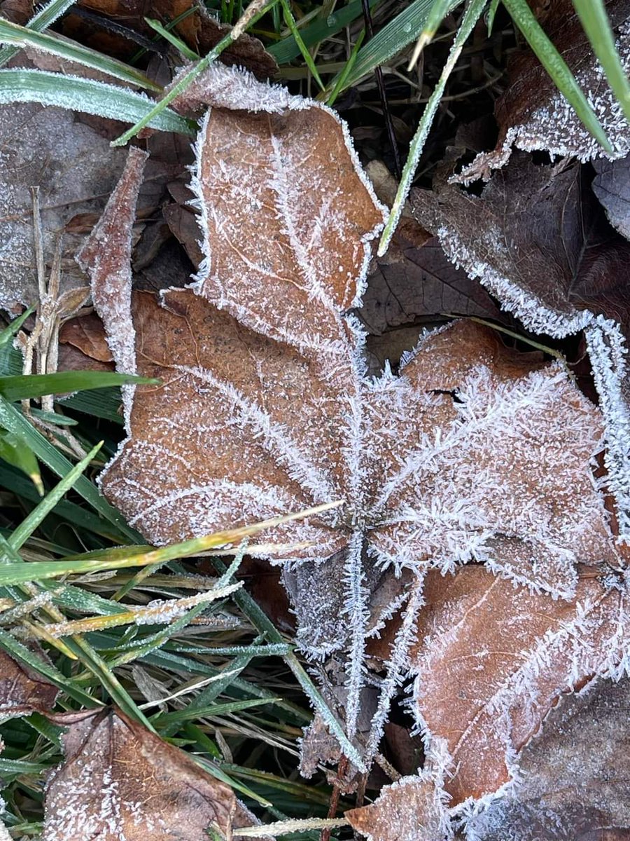 VrestrepoCom's tweet photo. Me encanta salir en la mañana muy temprano cuando los cristales de hielo cubren el suelo. 
I love to leave the house in the morning when the ice crystals cover the ground 

© Victoria Restrepo

#NaturePhotograhpy 
#naturaleza
#winter
#invierno https://t.co/8ACjXvCMWn