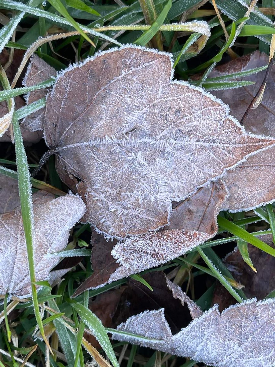 VrestrepoCom's tweet photo. Me encanta salir en la mañana muy temprano cuando los cristales de hielo cubren el suelo. 
I love to leave the house in the morning when the ice crystals cover the ground 

© Victoria Restrepo

#NaturePhotograhpy 
#naturaleza
#winter
#invierno https://t.co/8ACjXvCMWn
