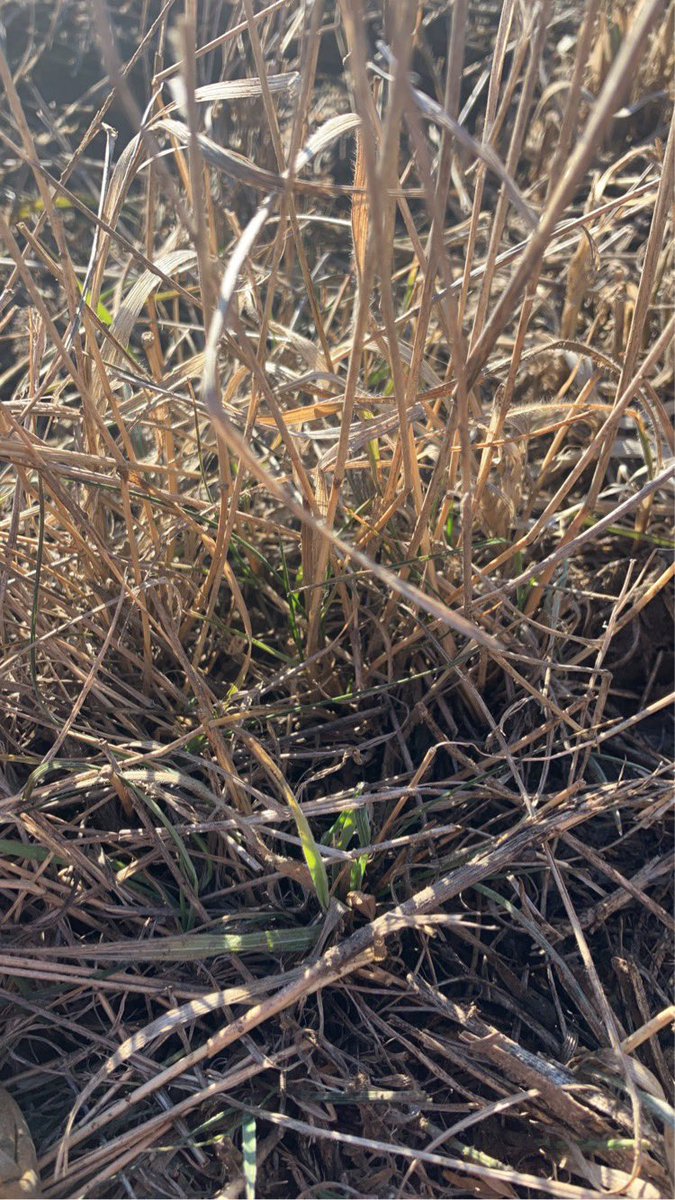 New green poping up…start of February at Coronach SK