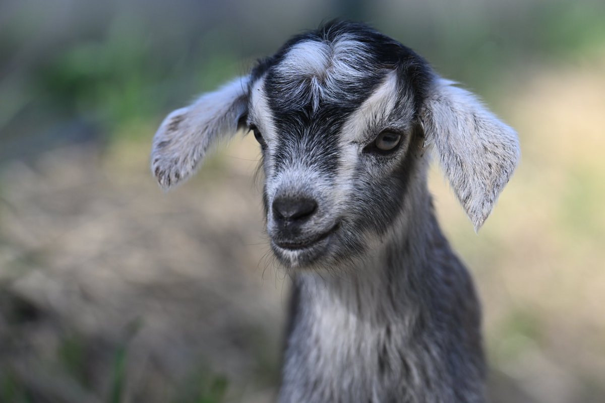Play date! These baby goats are soaking up the sunshine in lovely Mariposa, CA. What an incredible day.