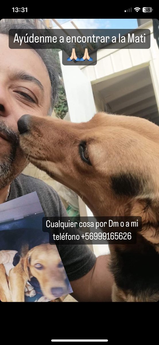 andy_periodista's tweet photo. Estas son las dos perritas que se perdieron en el #incendio de #VinadelMar por favor RT por si alguien las ha visto. @alegriagonzaa @RNEValparaiso @carolinapinoc @mestizos_cl https://t.co/mvpanwPzJu