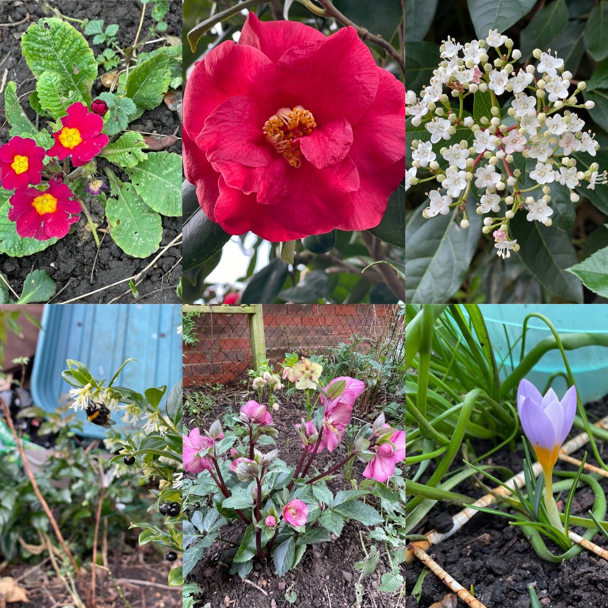 Skyfencer's tweet photo. For my #sixonsaturday I’m celebrating six flowers out in my garden, from top left in a clockwise direction #primrose #camellia #viburnumtinus #sarcococca #hellebore and #crocus. Whats out in your garden now? #gardening #spring https://t.co/r2HEqLMkia