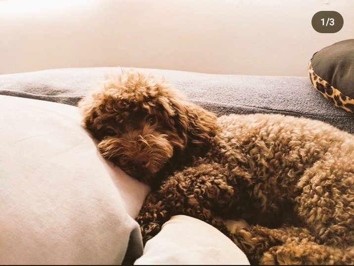 lalalalisa__nn's tweet photo. of warm sheets & cold paws, of pillow talks & chewy toys, of hating you & loving you & missing you all at once *̣̩⋆̩*𓂃◌𓈒𓐍✿ 𐙚 ࣪ ׅ ˖
a #PLexa au (along the streets of Cartimar)
ೀ˖ ࣪⊹⁺˚𓂂 ˚ ⁎ ⁺ ˳༚ ⋆⑅˚₊。゚⋆ Ꮺ ָ࣪ .⋆⑅˚₊୨˚̣̣̣͙୧
#Penny #Lexa
#PorDee au https://t.co/qBJkbTol7F