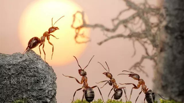 Devin4_thewin's tweet photo. Ants are fascinating social insects found worldwide, known for their highly organized colonies and cooperative behavior. They play vital roles in ecosystems as scavengers, predators, and seed dispersers. https://t.co/RCs53fYod9