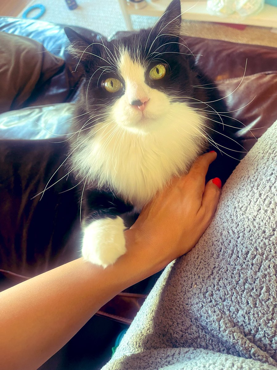Catrepeneur's tweet photo. Sometimes Junior just wants to let me know he appreciates us; and I’m so here for it ♥️🙏 #CatsLover #cats https://t.co/K5DEQGG6SR
