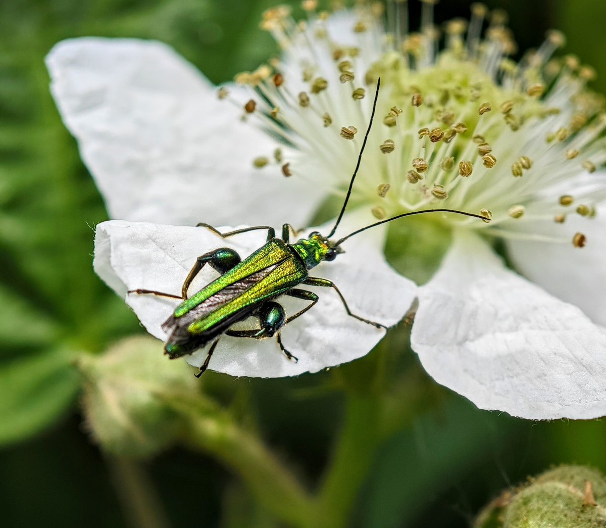 chrisbu03352910's tweet photo. #AlphbetChallenge #WeekE
E is for Elongated Emerald beetle...
📸 https://t.co/W4tLBor3hS