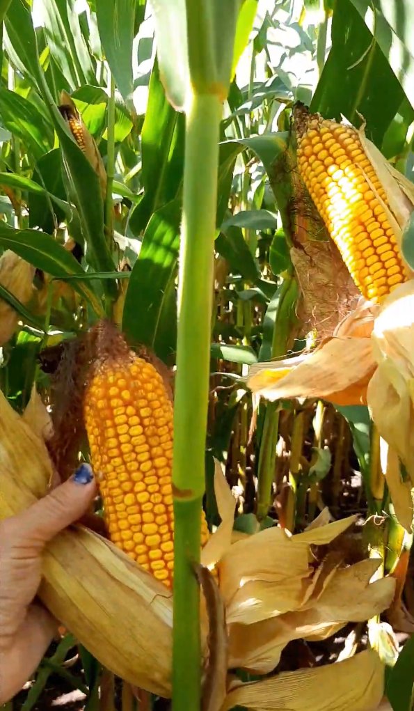 Jorge Mercau 🇦🇷 tweet media