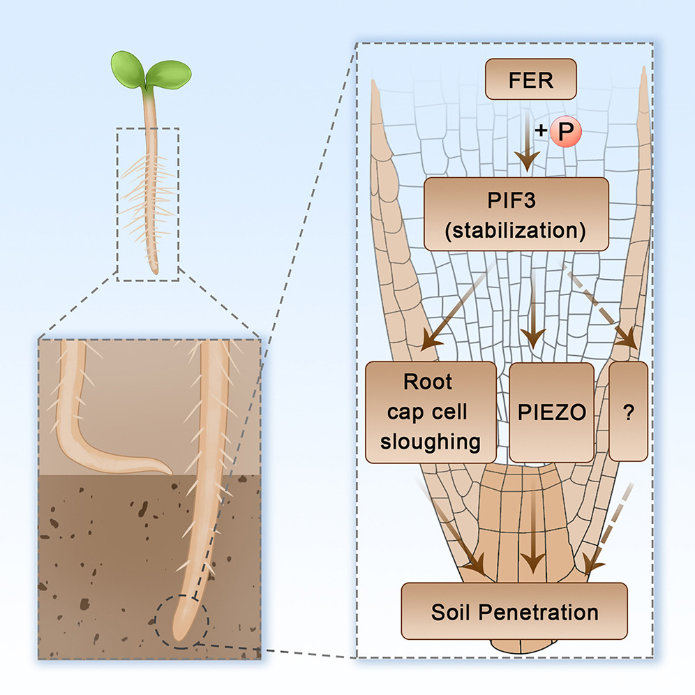 aribidopsis's tweet photo. The soil emergence-related transcription factor PIF3 controls root penetration by interacting with the receptor kinase FER @Dev_Cell 

https://t.co/hWzDC2bttE https://t.co/6N6WtPbqdX