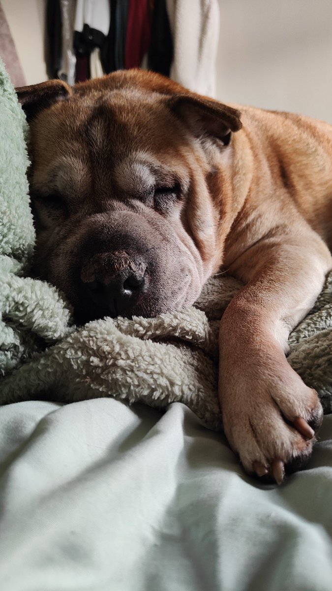 ripplesymons's tweet photo. My little Ripple turned 14 in January ❤️ https://t.co/bdeSxYG5LH