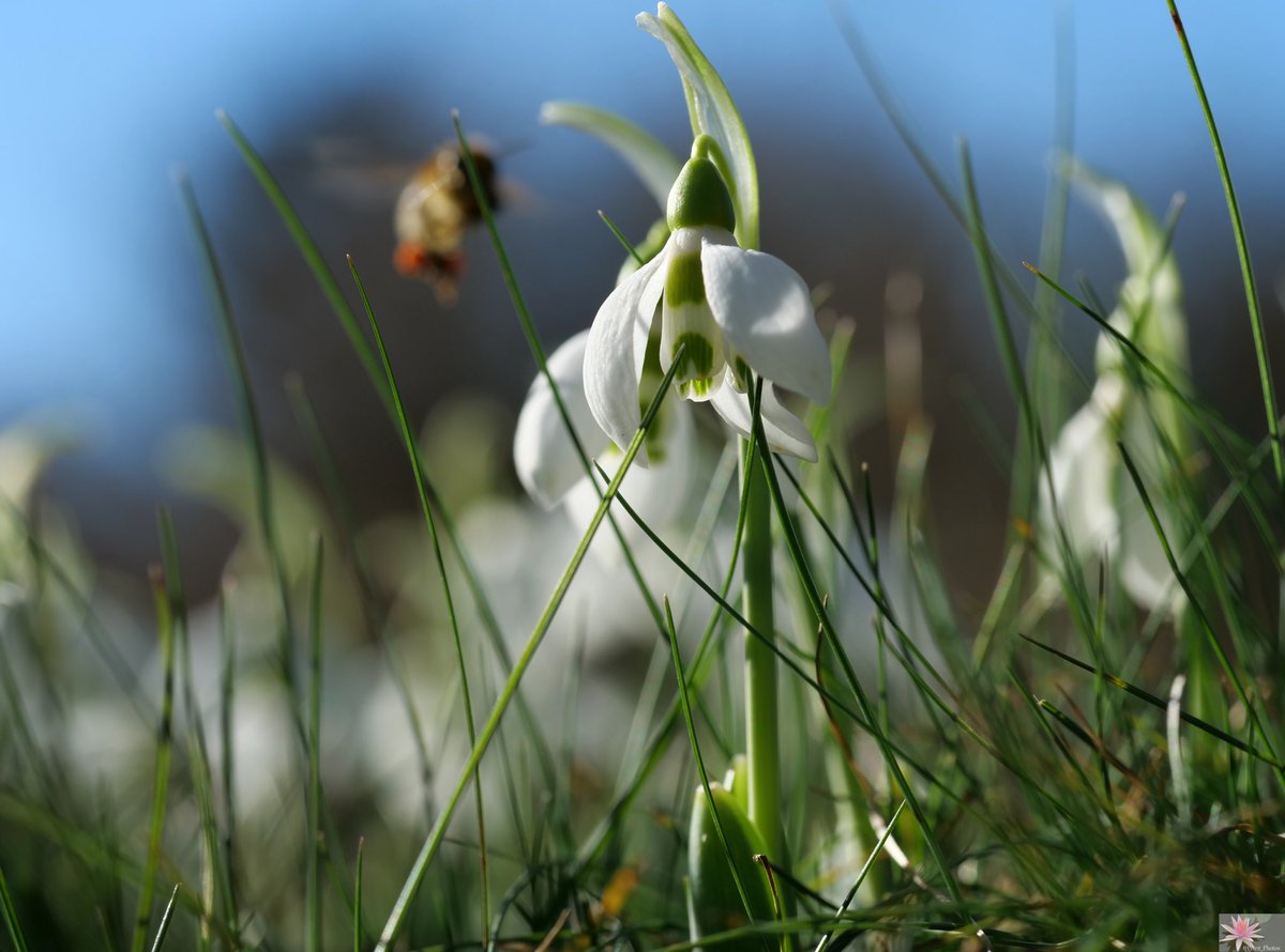 Point_Photos's tweet photo. Feelings of #spring - #Frühlingsgefühle - #Lentekriebels - Sentimenti #primaverili - Sentimientos #primaverales - Sentiments #printaniers / #Snowdrops - #Schneeglöckchen - #Sneeuwklokjes - #Bucaneve - #Campanillas de invierno - #Perce-neige - (2/3) https://t.co/fH3UGMzCeD