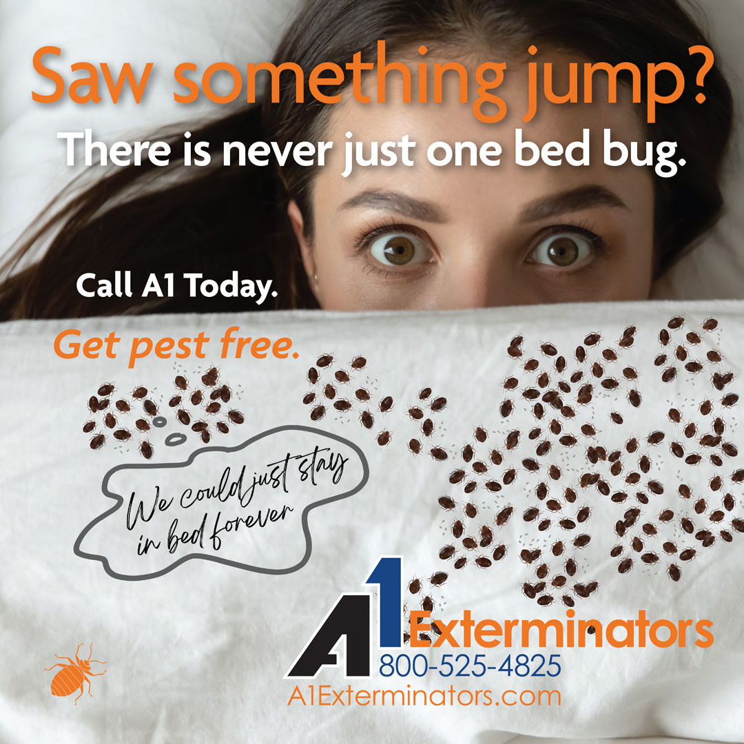 There's more where that came from. 🚨🐜 One bed bug = 500 eggs.

Watch for:
🛌 Bites
💩 Droppings
🐜 Exoskeletons
👃 Odor: Musty

Act fast! 🛏️🚫 a1exterminators.com/bed-bug-pest-c…

#a1exterminators #exterminator #pestcontrol #bedbugs #bedbugcontrol #dontletthebedbugsbite