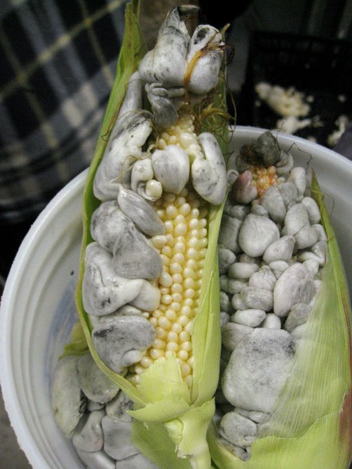 A fungus called Ustilago maydis, literally transforms each corn kernel into a bulbous, bulging bluish-grey gall.  

In Mexico this is known as huitlacoche, and it's long been a delicacy, eaten in tacos and quesadillas.