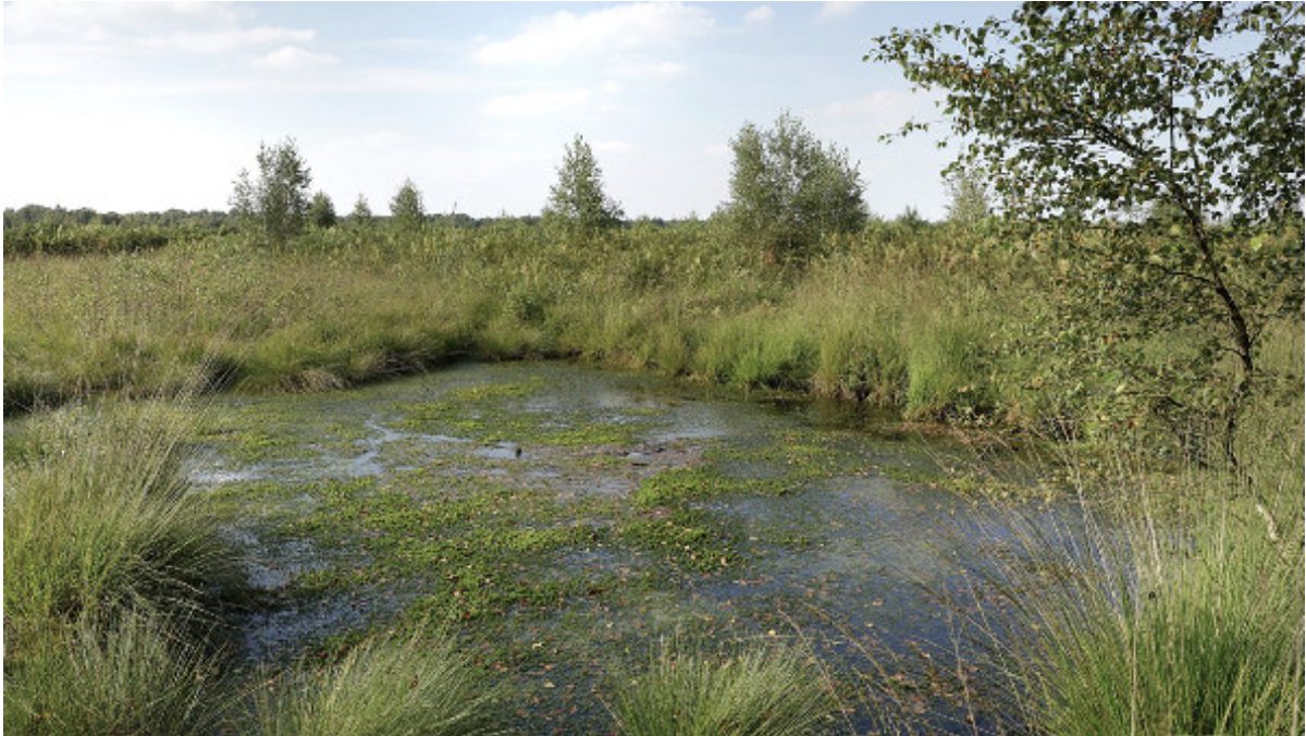 Voor 0,09 hectare "herstellend hoogveen" bij Enschede (dus formaat strafschopgebied van een voetbalveld) mag 25 kilometer in de omtrek vrijwel niets meer gebouwd worden. 
Vlak over de grens in Duitsland liggen enorme gebieden van exact datzelfde hoogveen, ongerept.