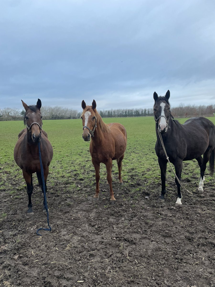 #sisterhood Group 1 producer SANT ELENA passed away in 2020. Thankfully she produced 3 fillies. All reside at Car Colston Hall Stud. Free Rein (𝐃𝐀𝐍𝐒𝐈𝐋𝐈 x Sant Elena) Wild Abandon (𝐊𝐈𝐍𝐆𝐌𝐀𝐍 x Sant Elena) Elena's Gift (𝐅𝐑𝐀𝐍𝐊𝐄𝐋 x Sant Elena) @formanhardy