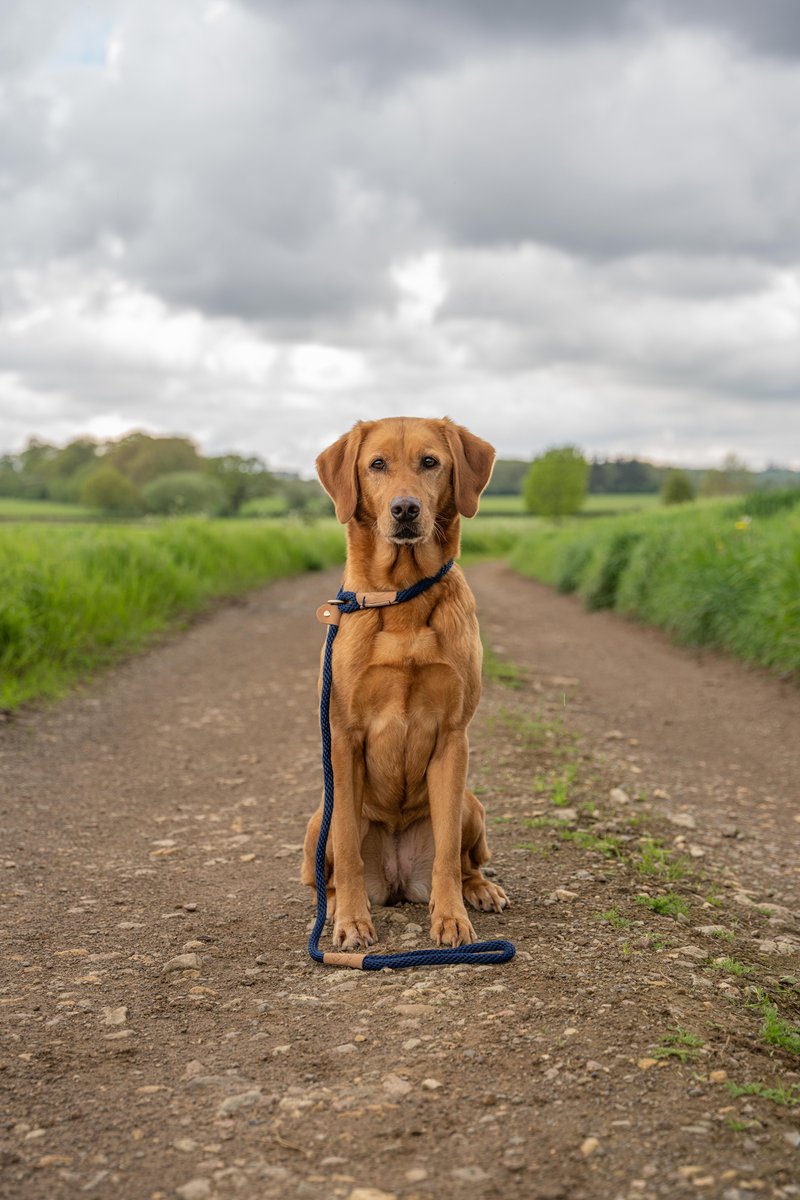 RuffTumbleCoats's tweet photo. The French Navy Thick Slip Lead, finished in leather and brass.
Good looking Leads for handsome doggos...
SHOP: https://t.co/QrWUNPHxMu
#ruffandtumble #dryingcoats #bestdryingcoats #dogdrying #dogwet #dogcold #colddogs #wetdogs #smellydogs https://t.co/B9RJbP0sOX