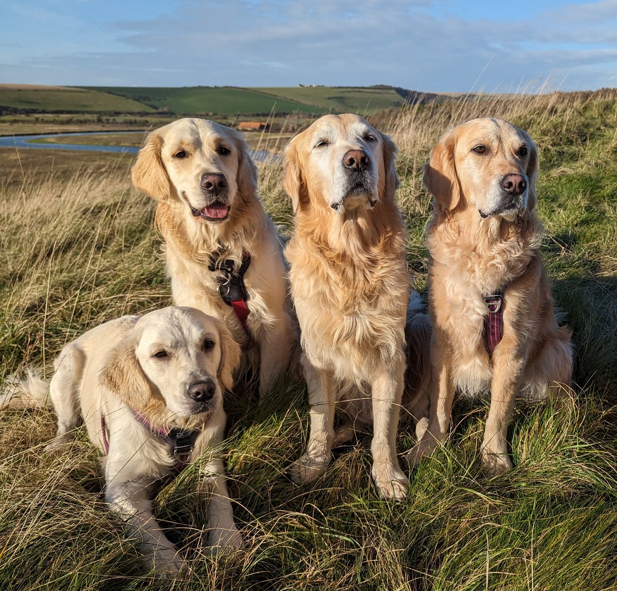 Happy #GoldenRetrieverDay everyone!