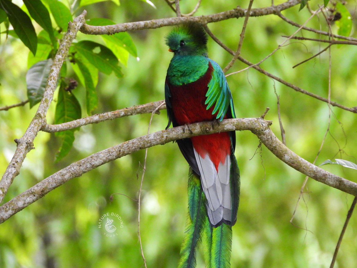 guide_atitlan tweet picture