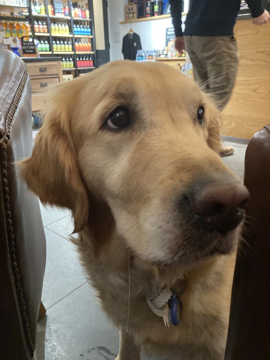 jane_brookes's tweet photo. Happy golden retriever day!  @KeswickBrewery https://t.co/HQMLU8mOKK