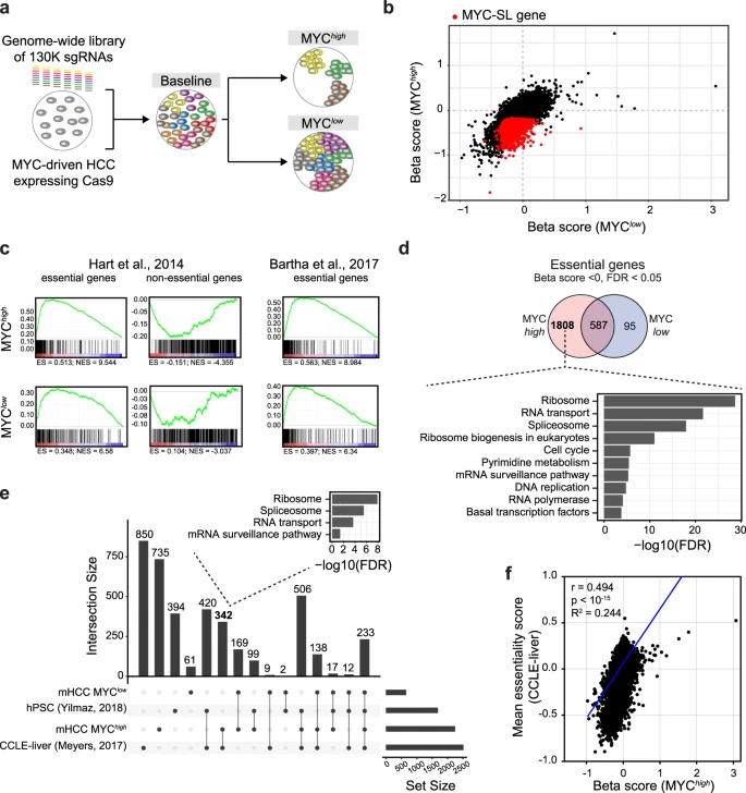 Congrats to my Anja, my mentor @LabDfelsher and team! Proud to part of this work out in @NatureComms 🟢CRISPR-based screen to identify MYC synthetic genes in HCC. 🟢Targeting XPO1 in MYC-driven #HCC shows promise. 🟢Offers deep insights into MYC-driven cancer survival pathways