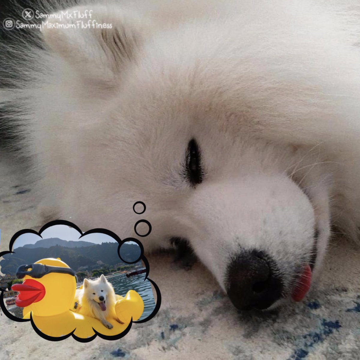 SammyMxFluff's tweet image. Snow dog 😳 dreaming of summer 😏 shhh... Don't tell anyone! 😆🤣😂🐾

#snowdog #summerdog #doglife #funnydogs #doglover #samoyedlife #dogdreams #SammyMaximumFluffiness