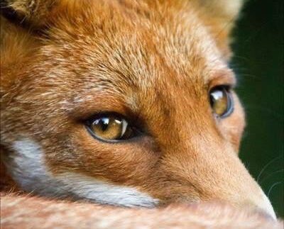 miuragis's tweet photo. sunoo's pretty fox eyes https://t.co/9m2GOdfWOR
