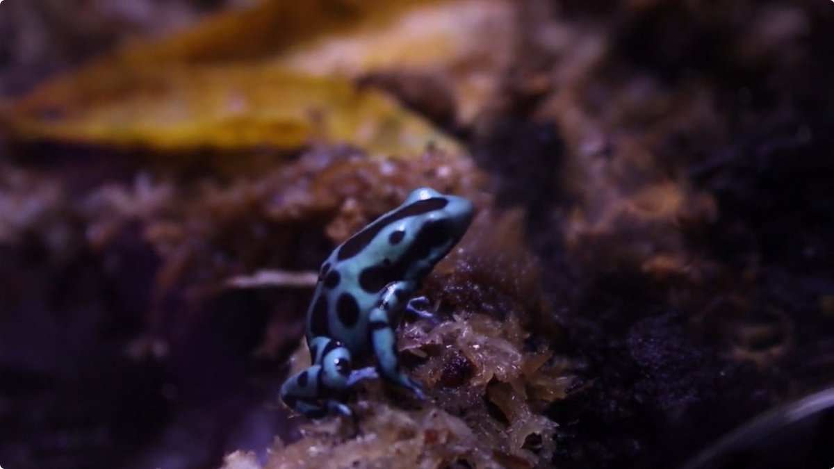 sircrone's tweet photo. Sometimes we need a bit of nature in our lives

Here is my #Poison #DartFrog #Frog tank #vivarium

https://t.co/UBAytnJBYM

#tincs #frogs #frog #Colorful #nature #laNaturaleza #Calming #NatureSounds #Amphibians https://t.co/SomwBnQV6H