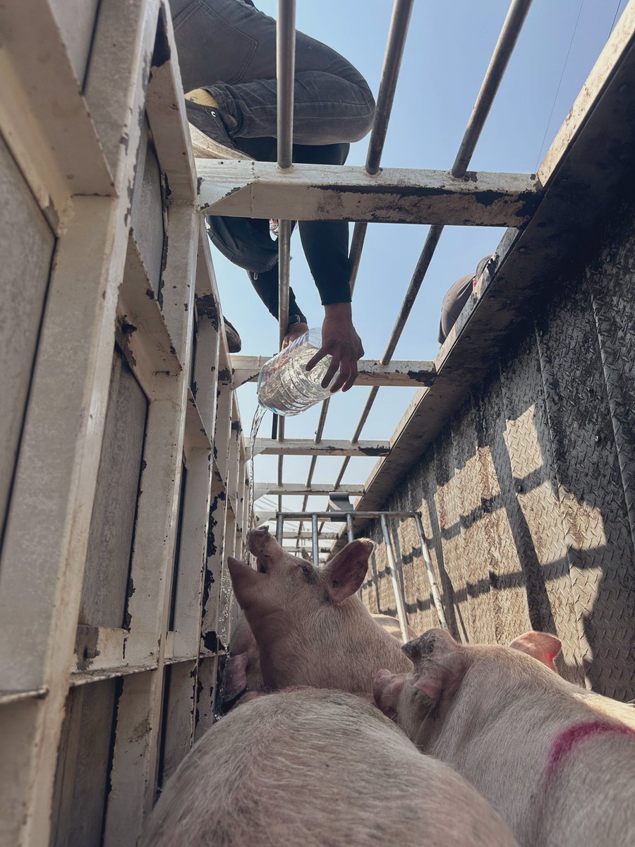 FerCruzReporter's tweet photo. ‼️ESTÁ IMAGEN RETRATA LOS ESFUERZOS DE VOLUNTARIOS POR SALVAR A LOS CERDITOS QUE AGONIZABAN. EL TRÁILER TRANSPORTABA 240 🐷 Y SOLO SOBREVIVIERON 40‼️ 

YA SE ENCUENTRAN EN UN REFUGIO Y NO SERÁN SACRIFICADOS, TENDRÁN UNA VIDA LIBRE. https://t.co/z2AQr2lYJK