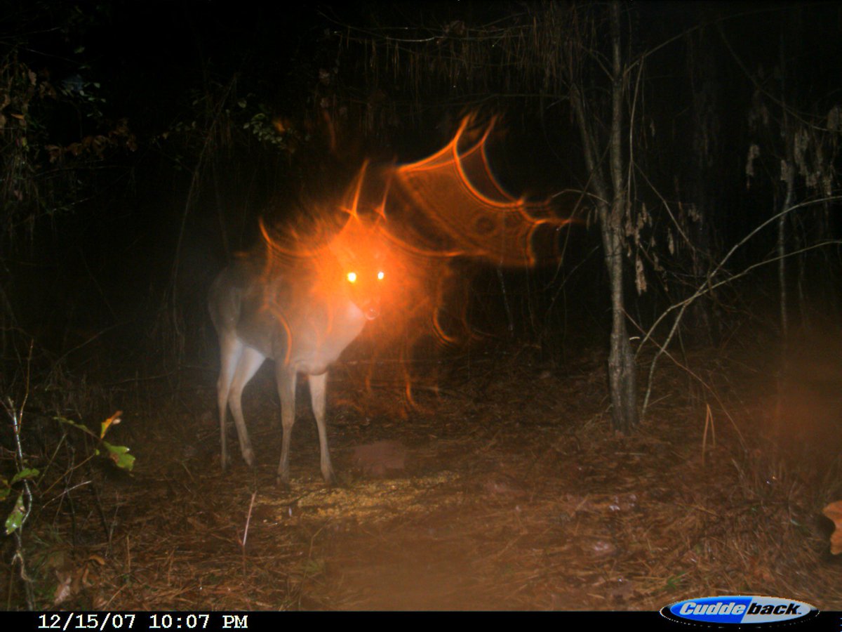 trailcam (@trail_cams) on Twitter photo 