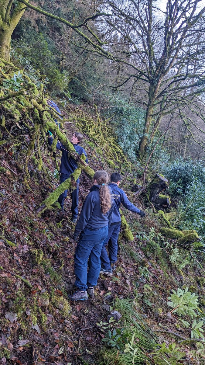 Back on the fellside today with plenty to do. More trees and branches down after the winds of the last few weeks