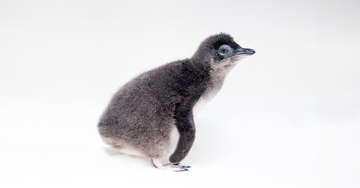 On New Year's Day, @Birch_Aquarium at Scripps welcomed the first #LittleBluePenguin chick to hatch on the West Coast! 🐧 According to Executive Director Harry Helling, this hatching shows how aquariums can make a difference in a changing planet. Read more: kpbs.org/news/environme…