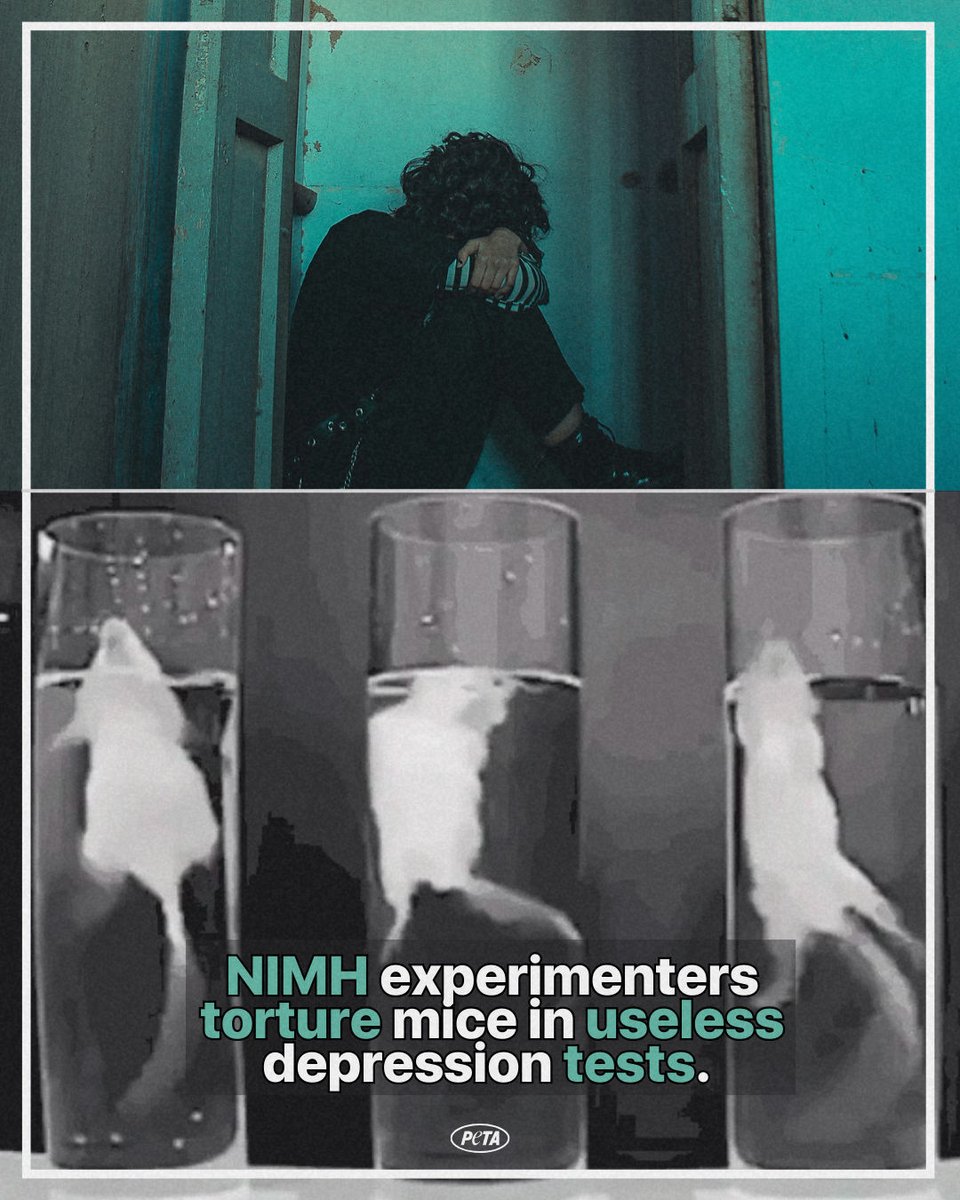 peta's tweet photo. How does forcing them to swim for their lives help her depression? 🧐
 
Spoiler alert: it doesn’t. https://t.co/Qu31wJOMHF