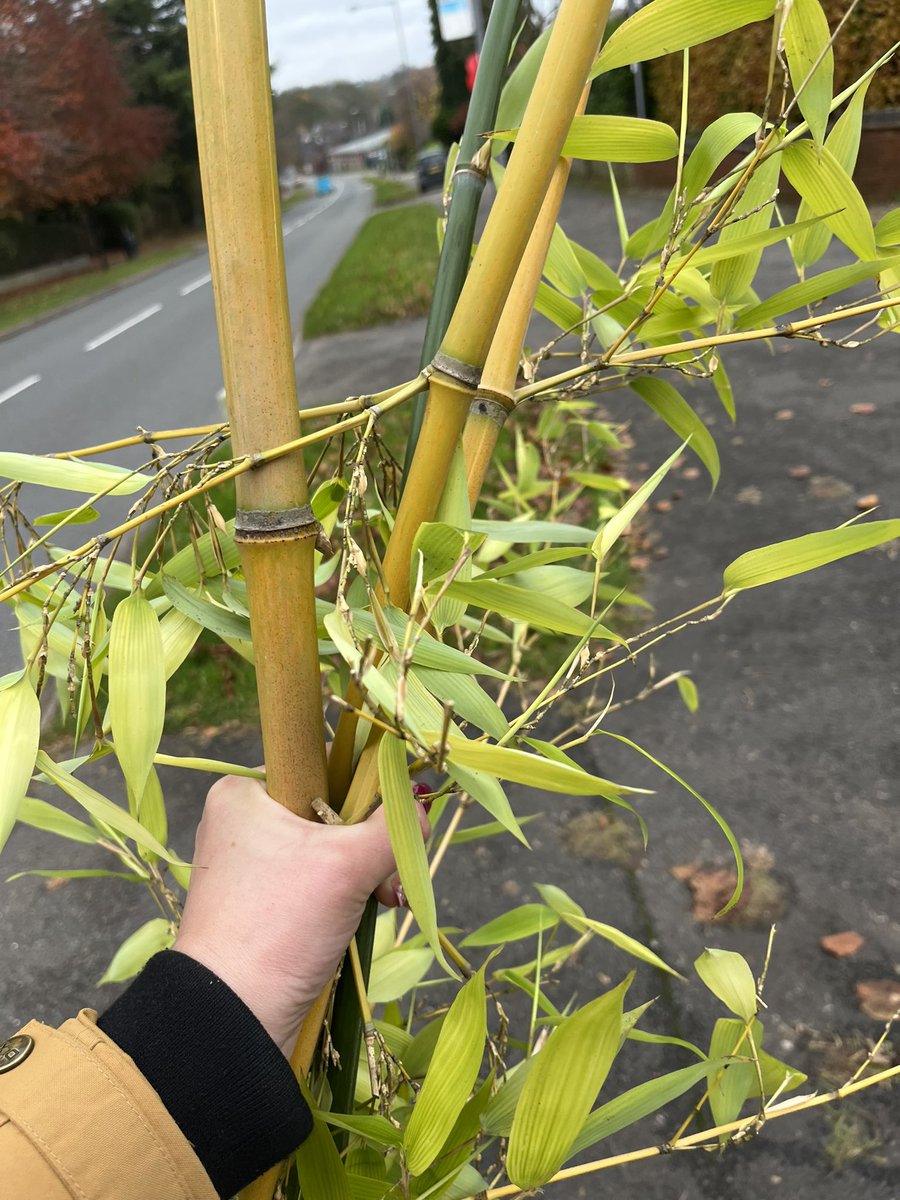 Last year after a big birthday and being inspired by a collaboration through work, I set up a GoFundMe for accountability &amp; £’s for all those first steps. Still in the first steps but picking up pace.

Shared in case you’d like to support: gofund.me/6b060848
For