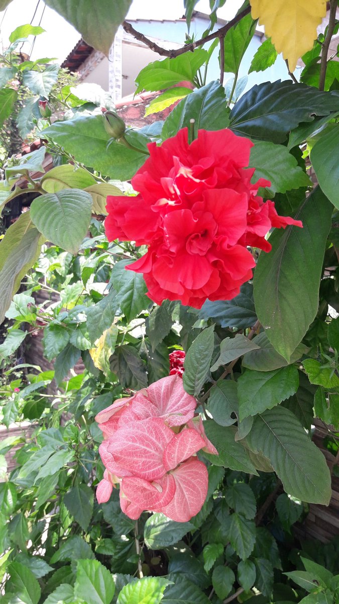 cb87d9f65eb84f1's tweet photo. Flowers https://t.co/AXtkeFVoJQ