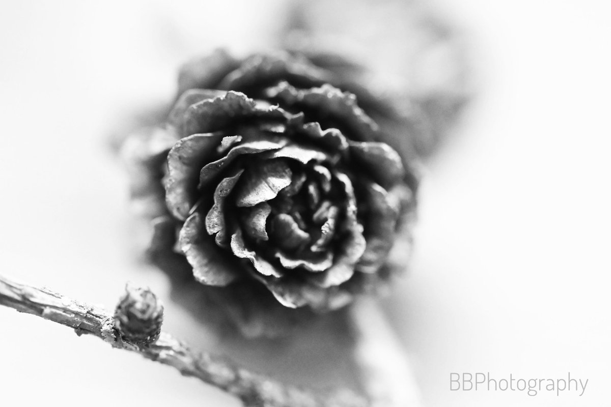 BBPhotography71's tweet photo. Larch…..#photography #photographer #nikonphotography #nikon #nikonzfcmirrorless #nikonzfc #nikonzfcphotograpy #blackandwhitephotography #nikormc105 #nikonmacrophotography #nikonmacrolens #nikonmacro105mm #naturephotography #naturelovers #nature https://t.co/3A7woTbXm0