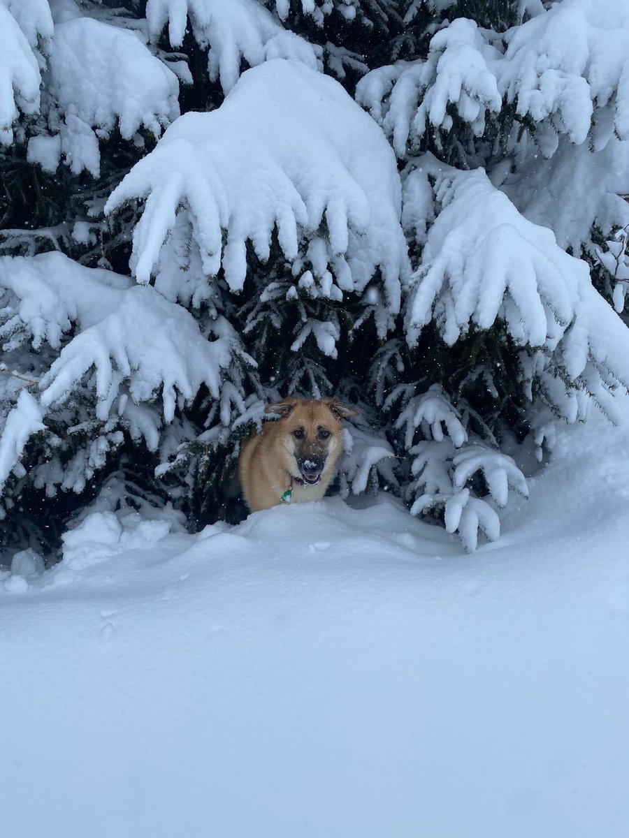 Somebody is loving the snow.