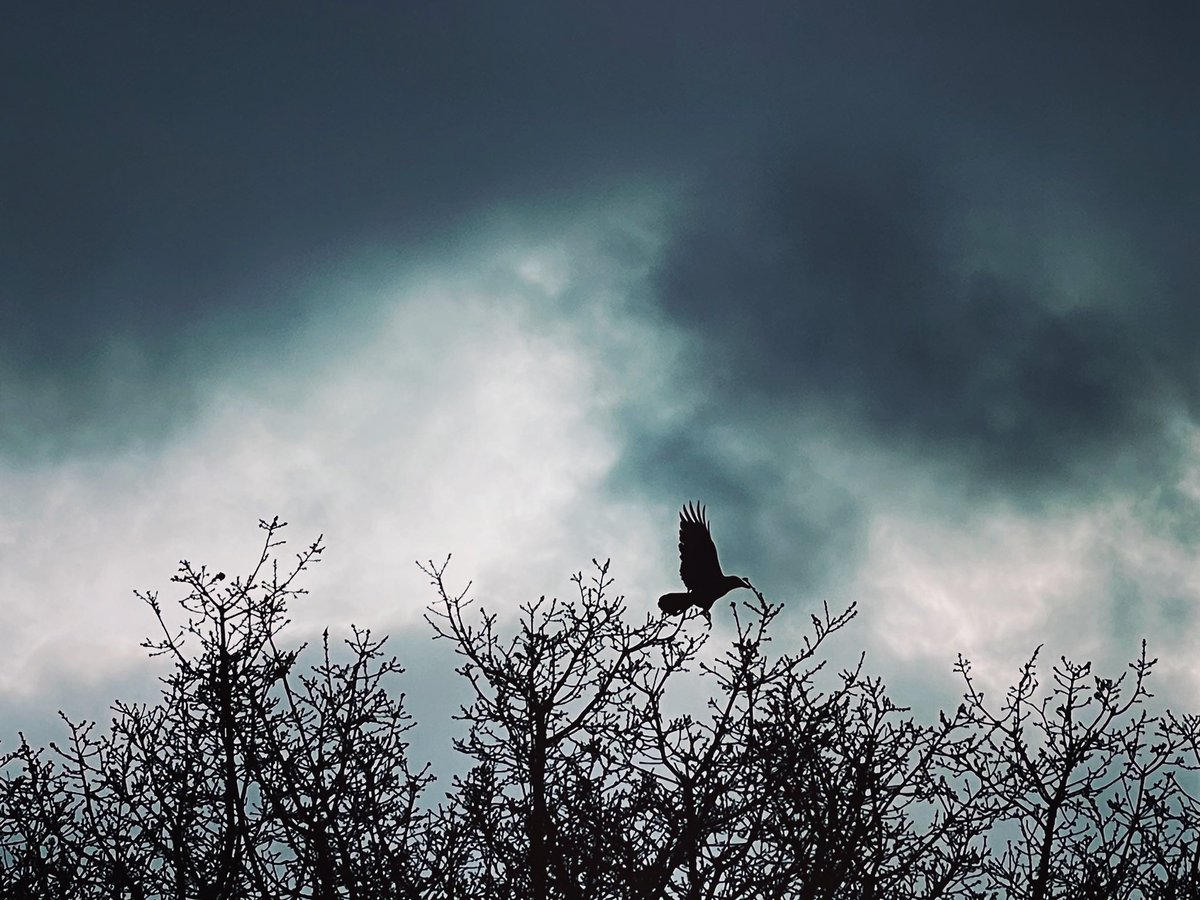 writer_suzy's tweet photo. Hoping the crows will join us @WaterstonesGla on March 25th to launch #CrowMoon on the night she rises. All welcome.
🖤💫🐦‍⬛📚 https://t.co/6oTcZrVaLj